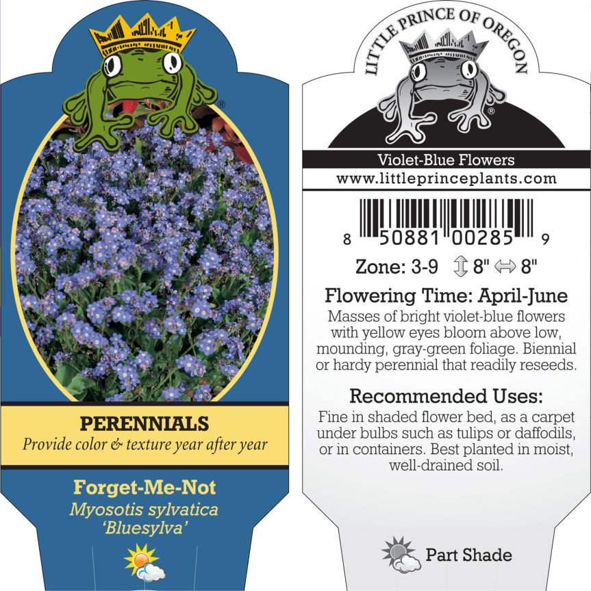 Myosotis sylvatica 'Bluesylva' - Forget-Me-Not (4" Pot) - Image 11