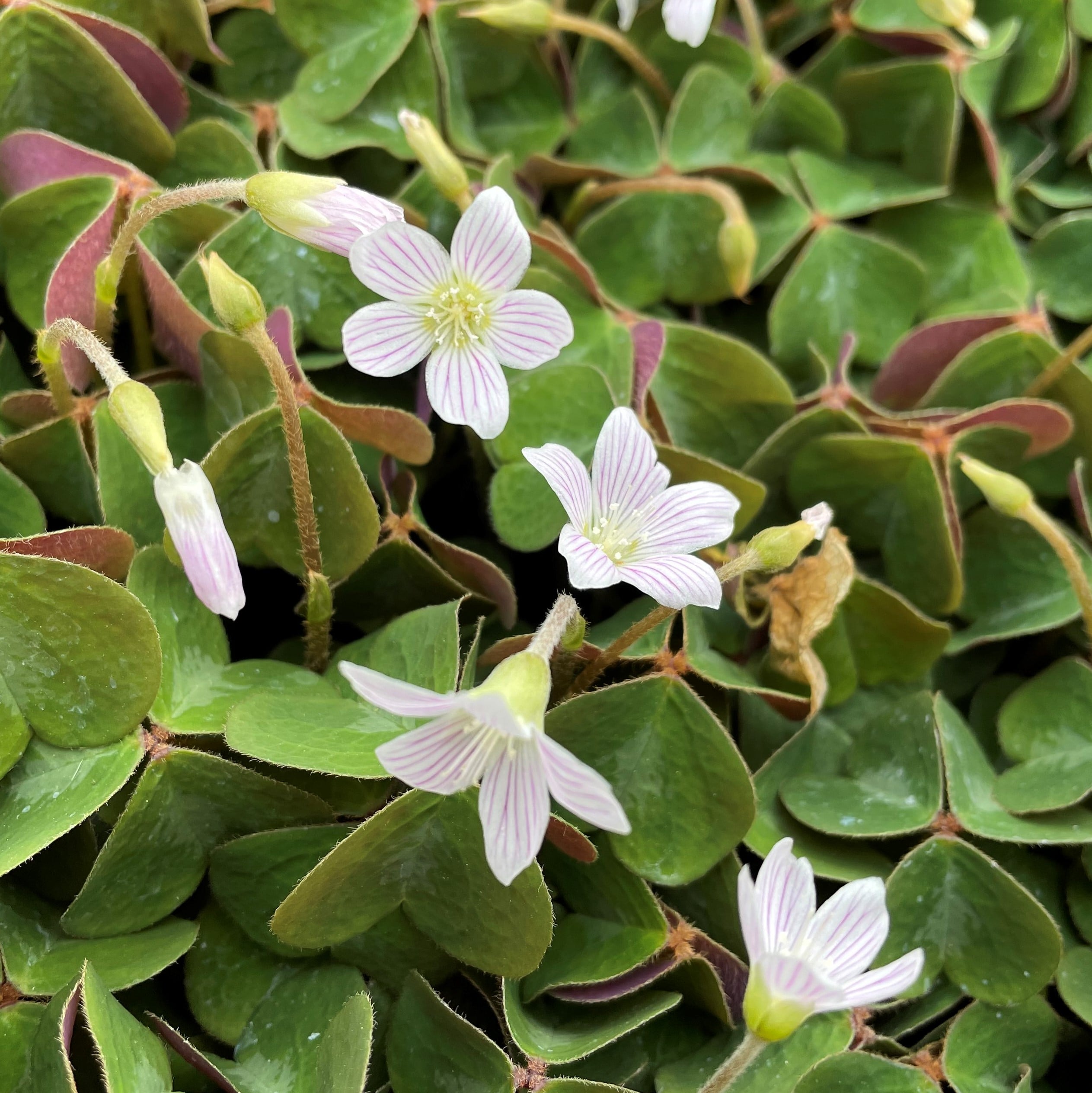 Oxalis oregana 'Klamath Ruby' - Redwood Sorrel (3.5" Pot) - Image 4