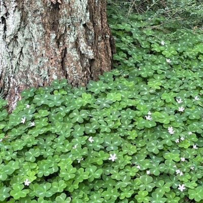 Oxalis oregana - Redwood Sorrel (3.5" Pot)