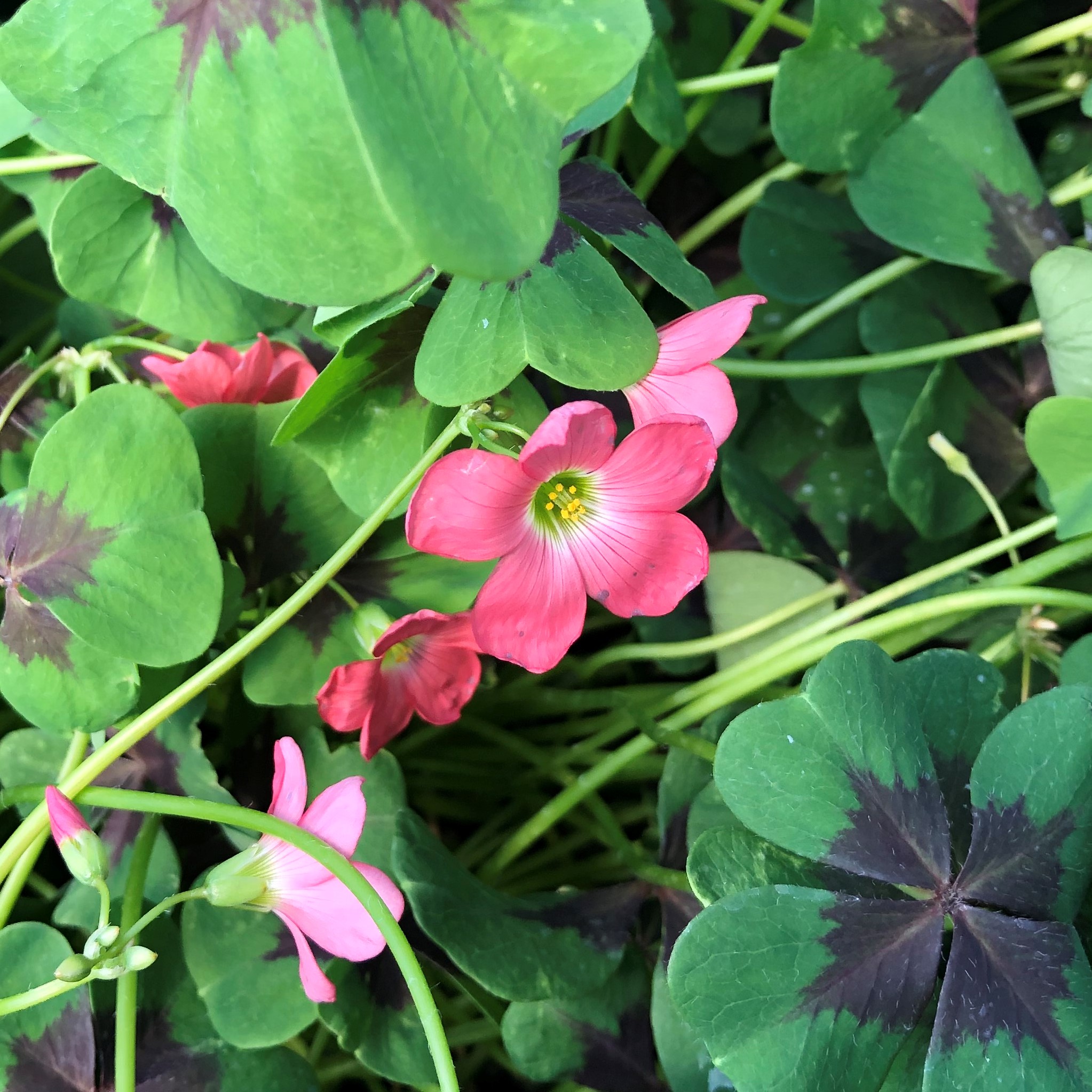 Oxalis tetraphylla 'Iron Cross' - Iron Cross Oxalis (4.5" Pot) - Image 4