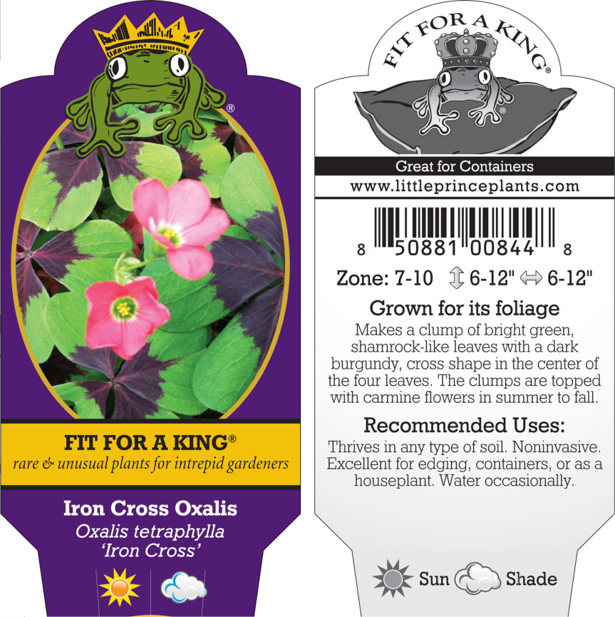 Oxalis tetraphylla 'Iron Cross' - Iron Cross Oxalis (4.5" Pot) - Image 8