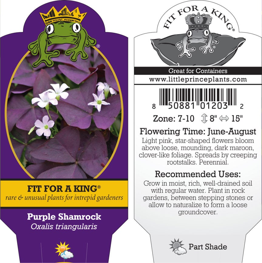 Oxalis triangularis - Purple Shamrock (4.5" Pot) - Image 5
