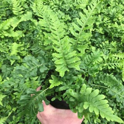 Polypodium vulgare 'Bifido Multifidum' - Polypody Fern (3.5" Pot)