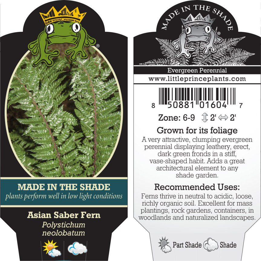 Polystichum neolobatum - Asian Saber Fern (3.5" Pot) - Image 2