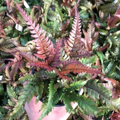 Pteris quadriaurita 'Tricolor' - Tricolor Fern (4.5" Pot)