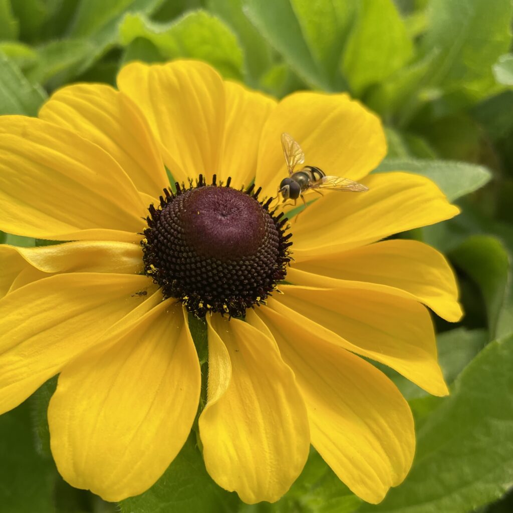 Rudbeckia-Toto-Lemon-Syrphid-
