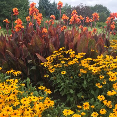 Rudbeckia fulgida 'Goldsturm' - Coneflower (4" Pot)
