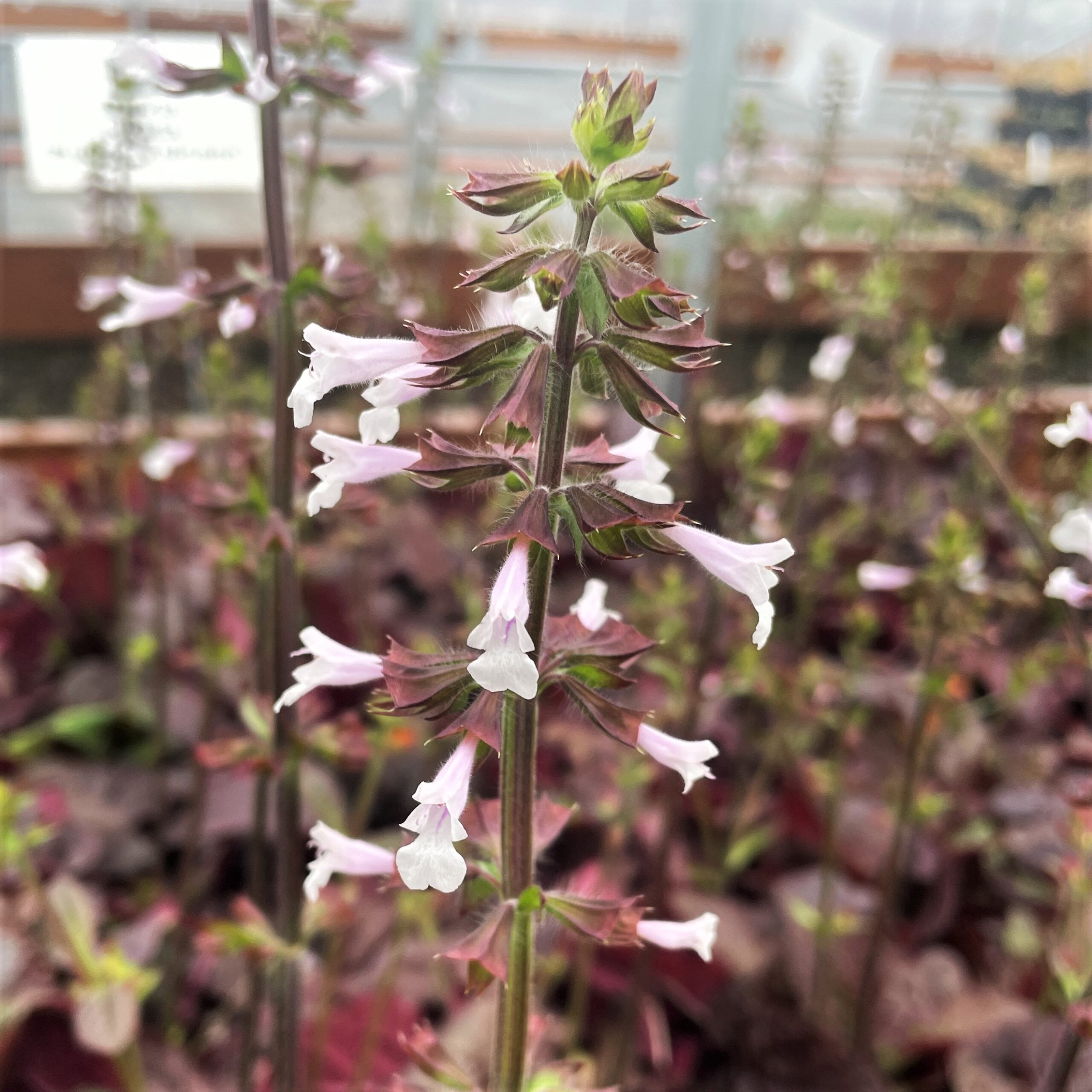 Salvia lyrata 'Purple Volcano' - Lyreleaf Sage (4" Pot) - Image 2