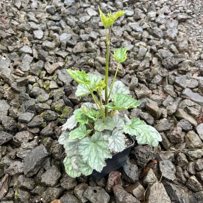 Heuchera americana 'Dale's Strain' - Coral Bells (4" Pot)