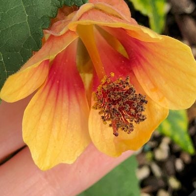 Abutilon megapotamicum 'Little Shrimp' - Flowering Maple (4.5" Pot)