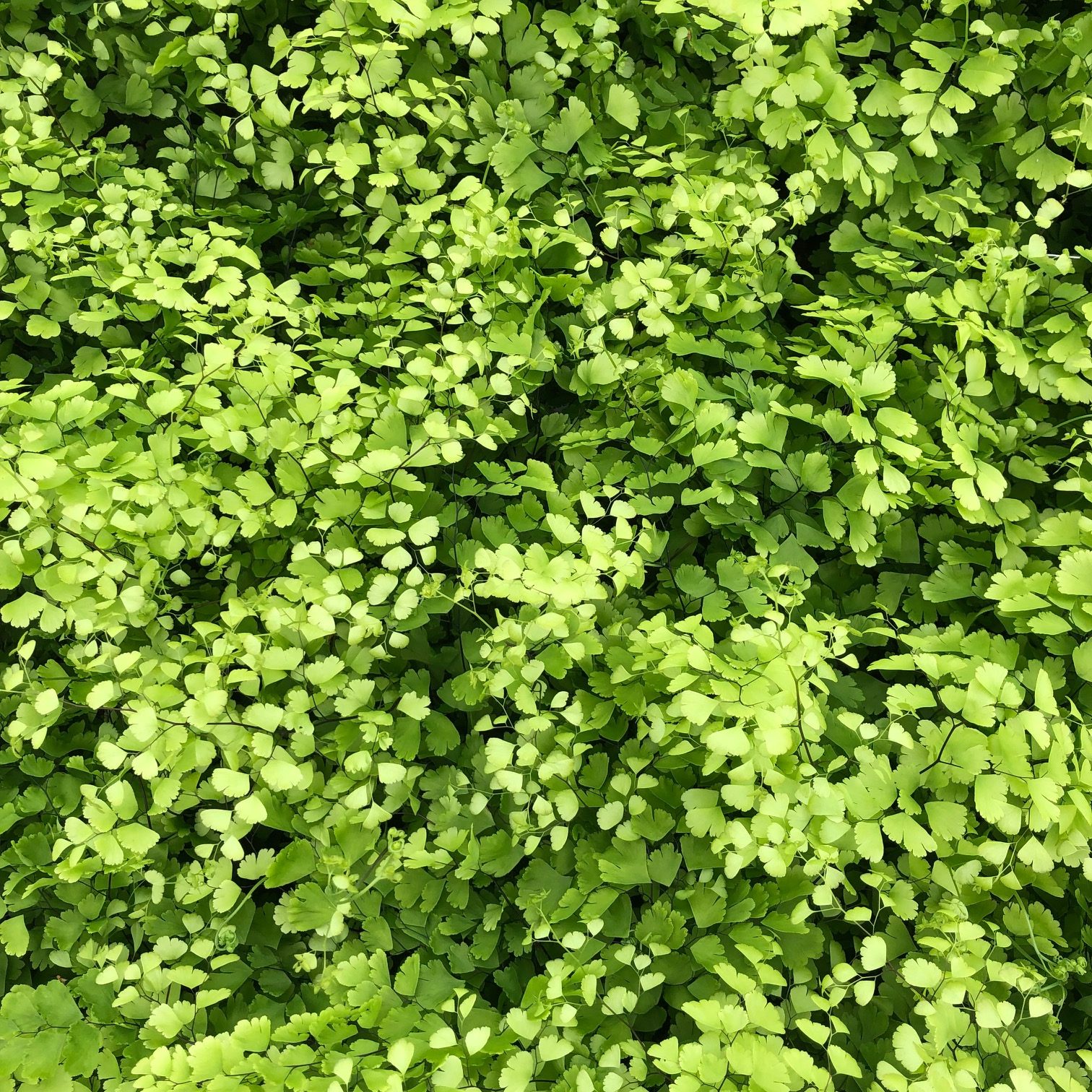 Adiantum mairisii - Hardy Maidenhair (3.5" Pot) - Image 3