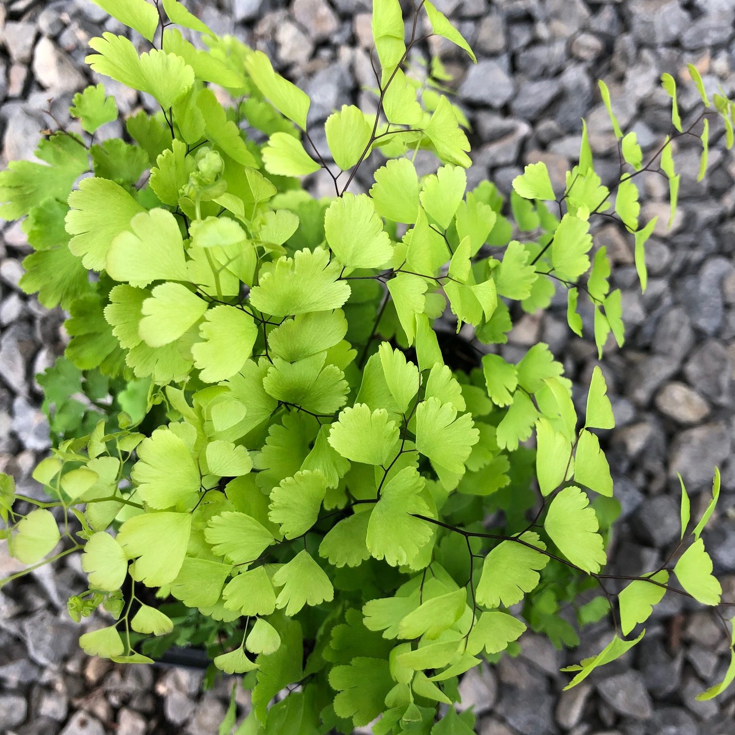 Adiantum mairisii - Hardy Maidenhair (3.5" Pot) - Image 2