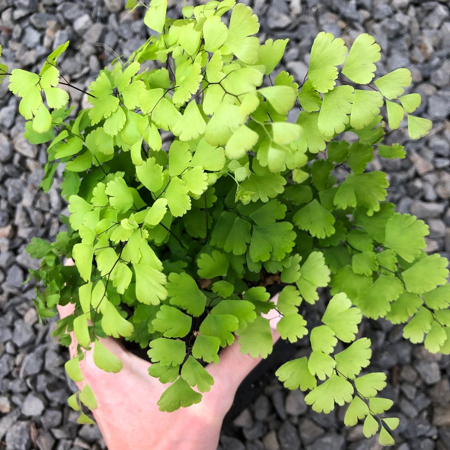 Adiantum mairisii - Hardy Maidenhair (3.5" Pot)