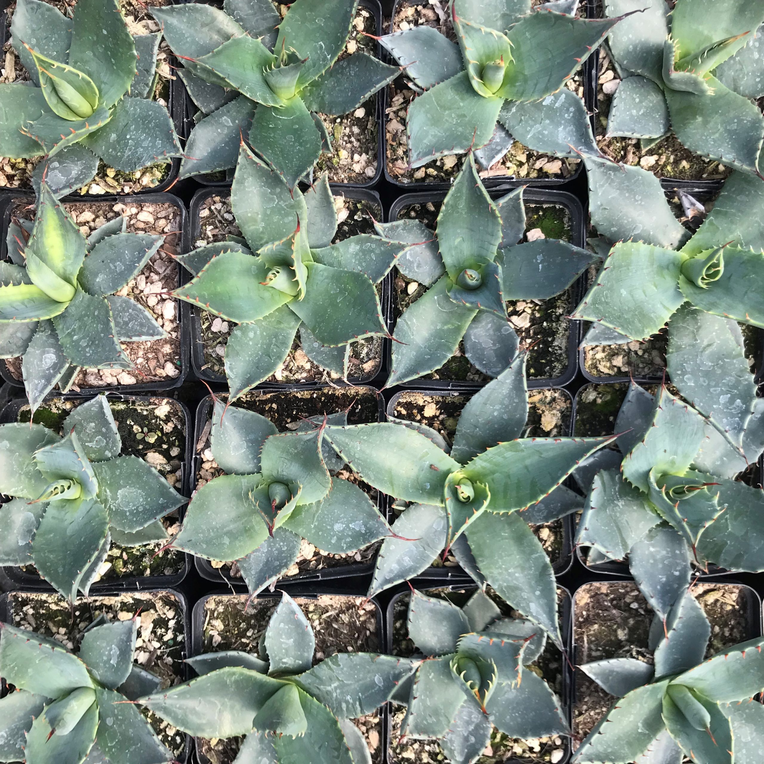 Agave applanata - Century Plant (4.5" Pot) - Image 6