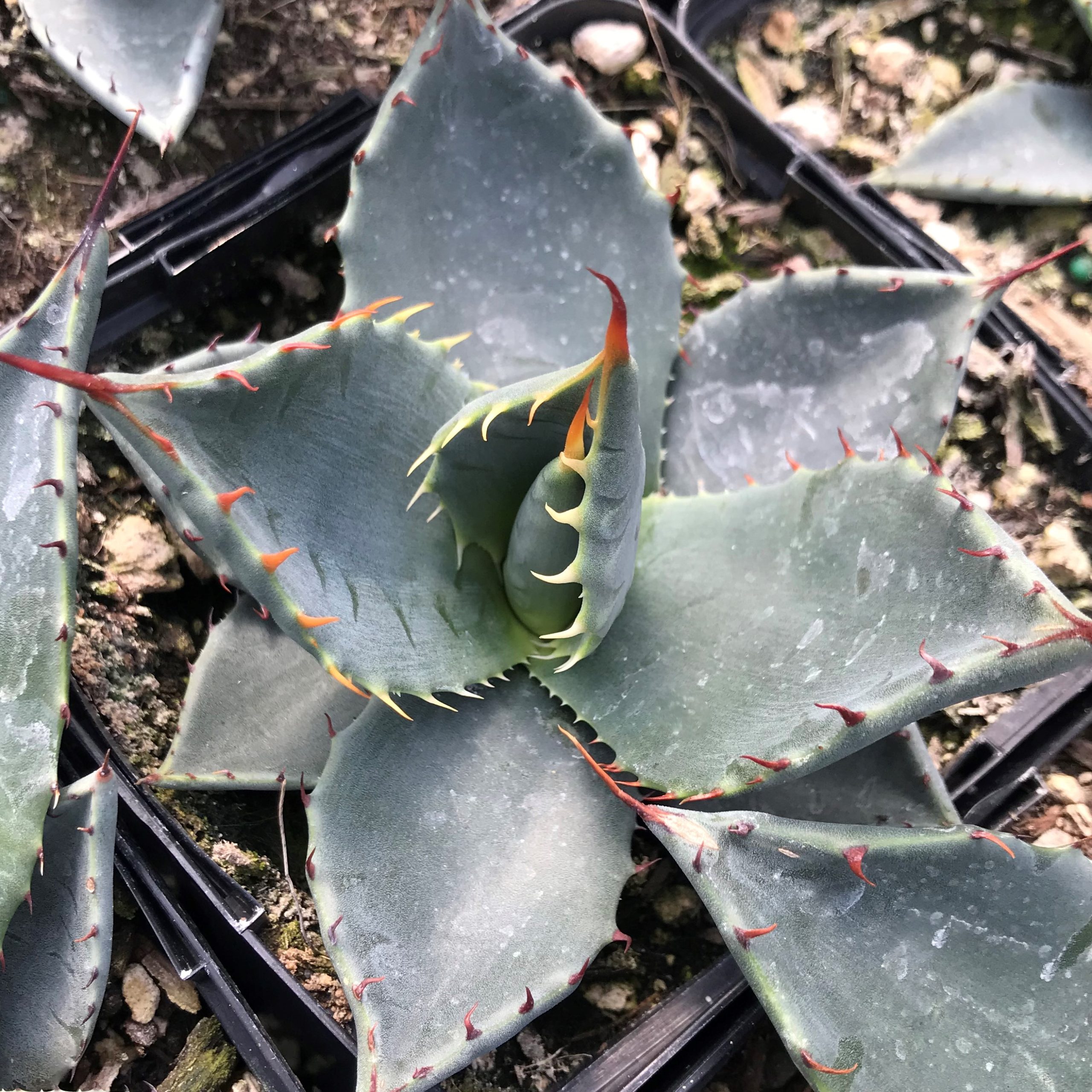 Agave applanata - Century Plant (4.5" Pot) - Image 3