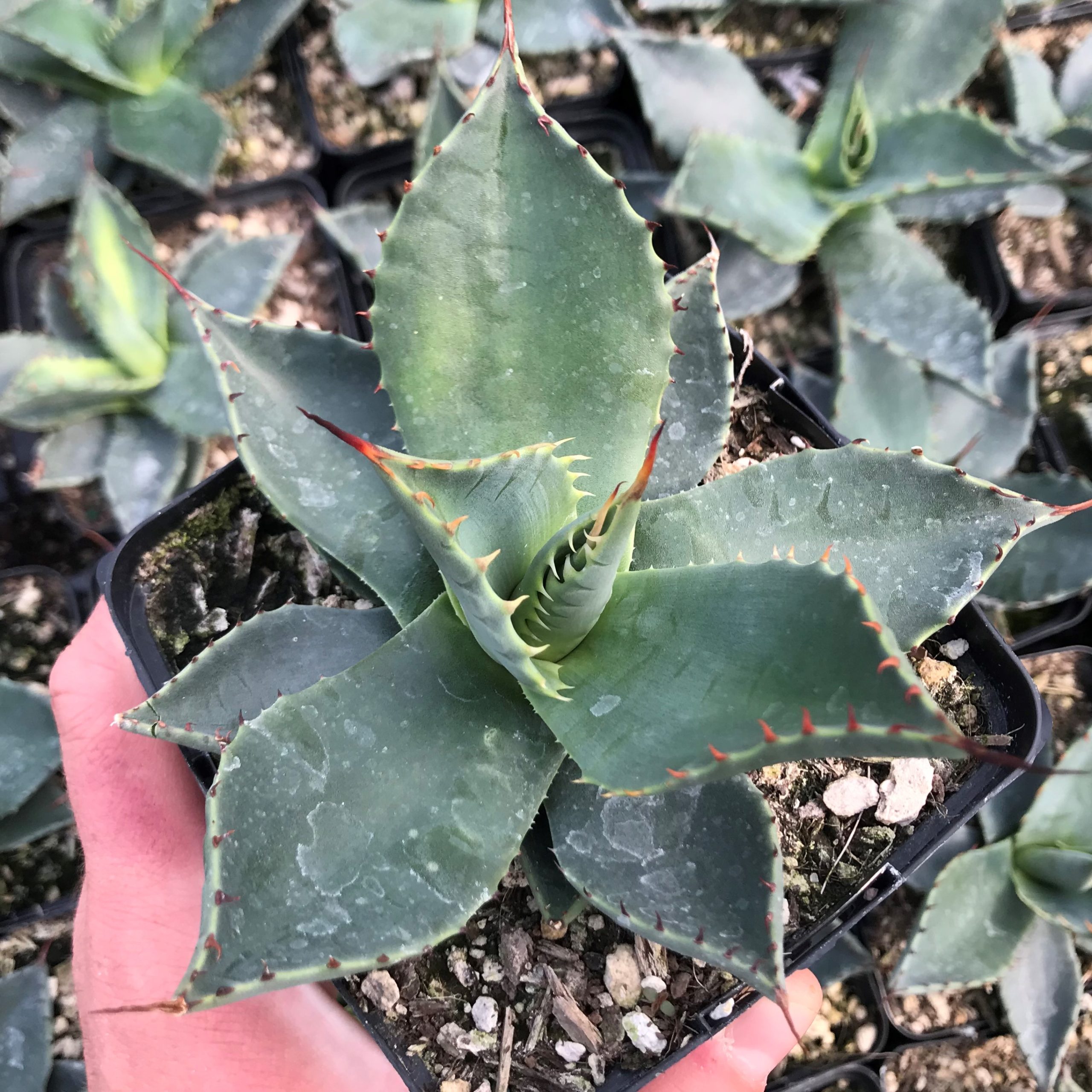 Agave applanata - Century Plant (4.5" Pot)