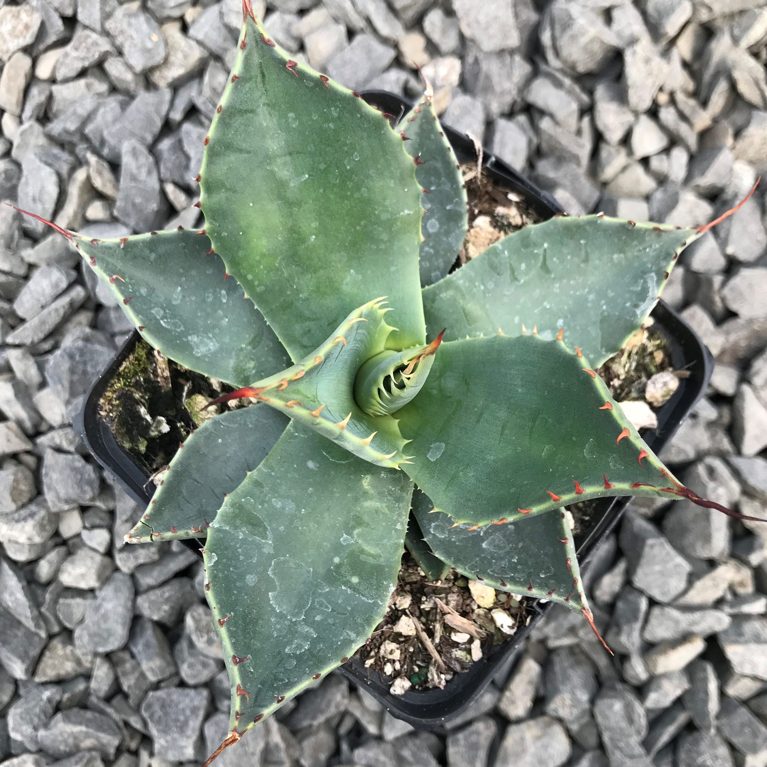 Agave applanata - Century Plant (4.5" Pot) - Image 4