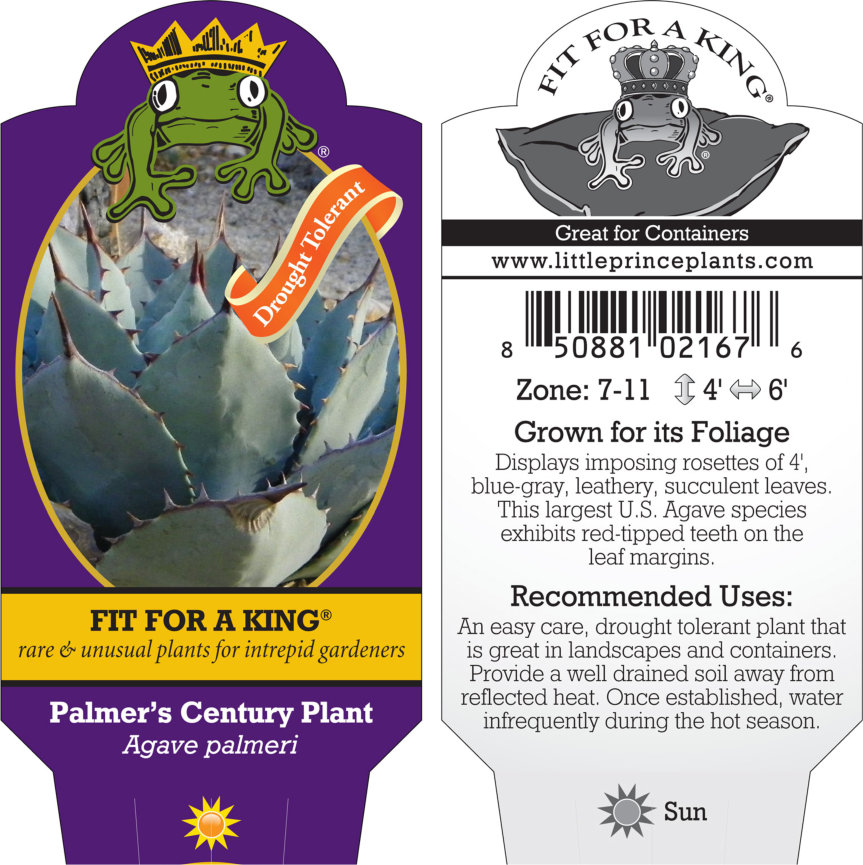 Agave palmeri - Palmer's Century Plant (4.5" Pot) - Image 2