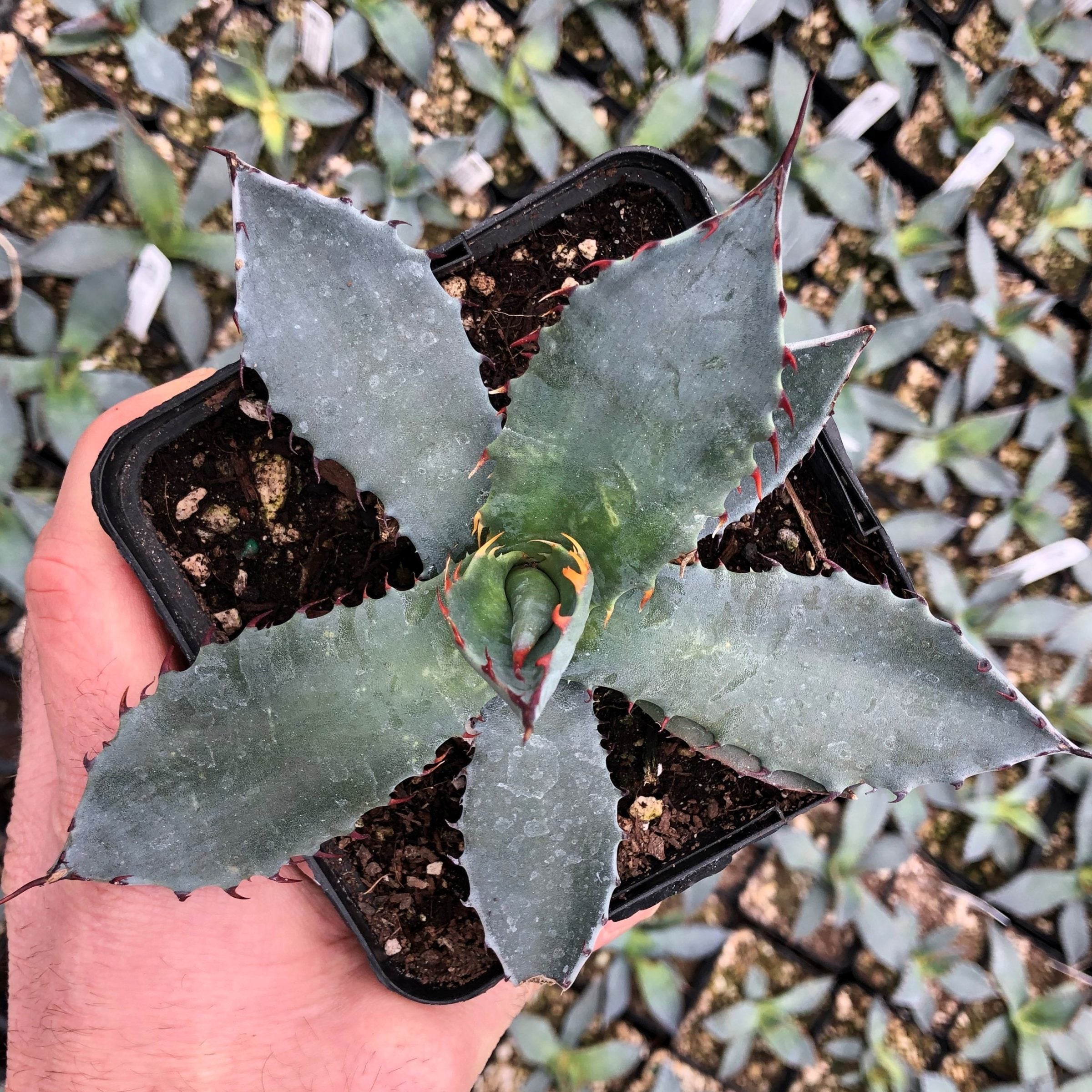 Agave palmeri - Palmer's Century Plant (4.5" Pot)