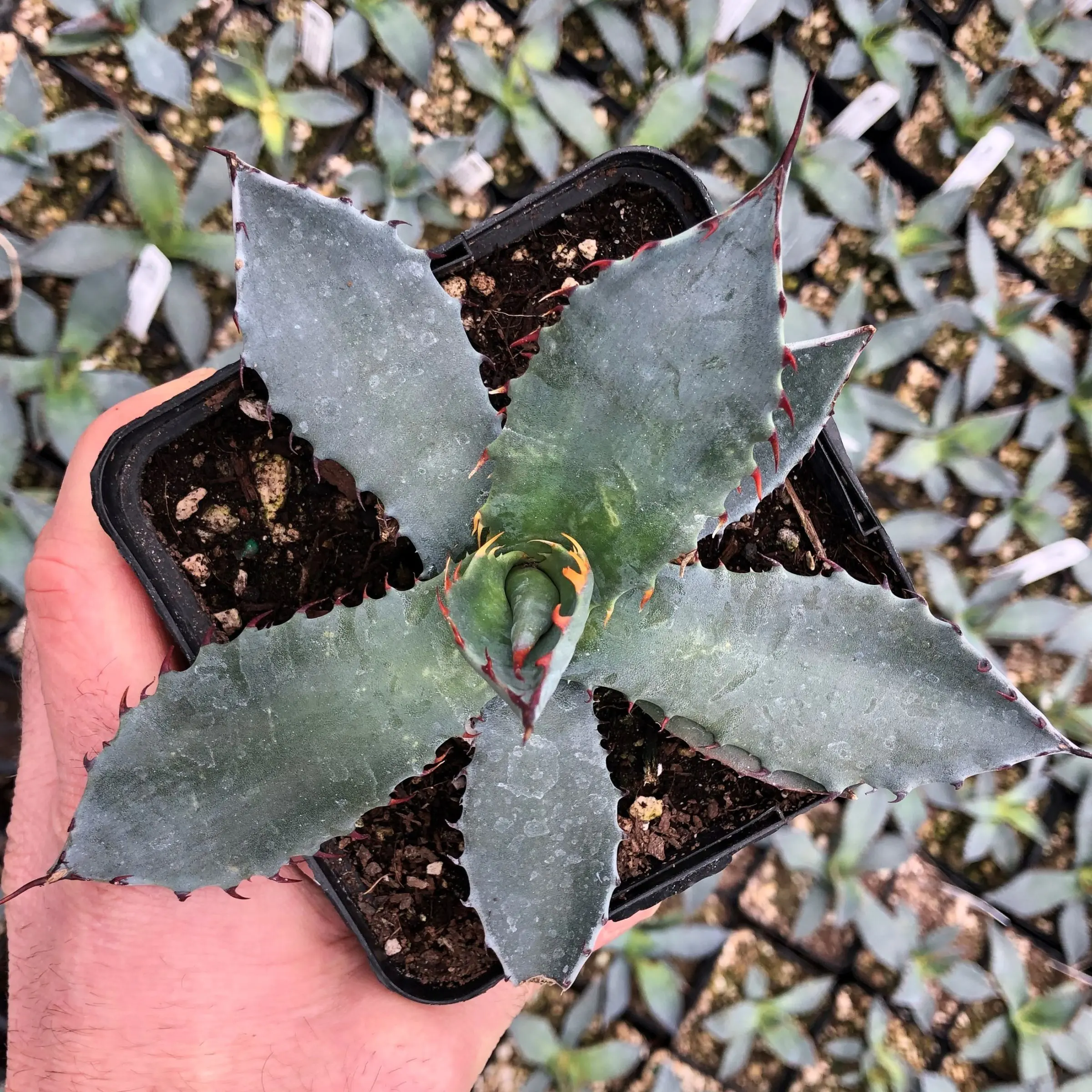Agave palmeri - Palmer's Century Plant (4.5" Pot) | Little Prince of Oregon  Nursery