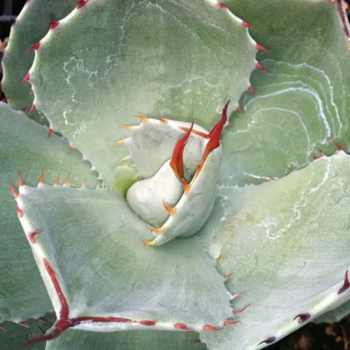 Agave parryi ssp. truncata - Century Plant (4.5