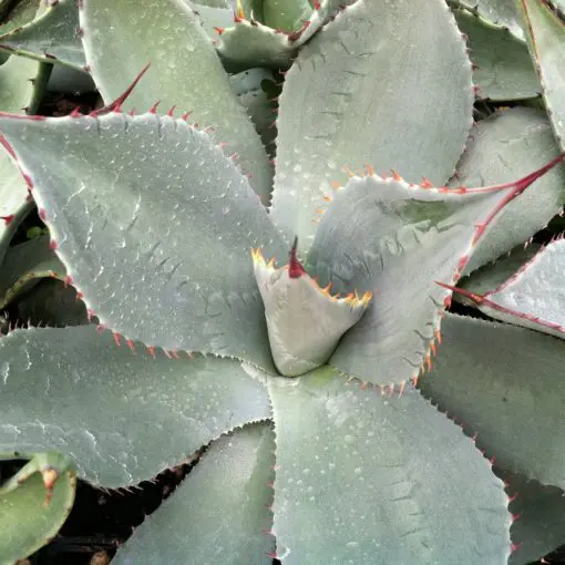 Agave parryi ssp. truncata - Century Plant (4.5