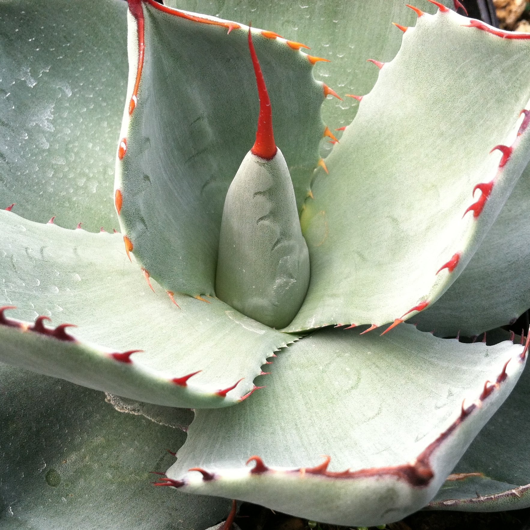 アガベ Agave parryi ssp. truncata 257 Agave-parryi-ssp.-trucata.jpg