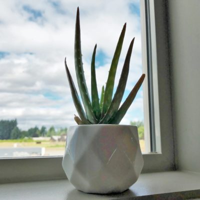 Aloe vera - Medicinal Aloe (2" Pot)