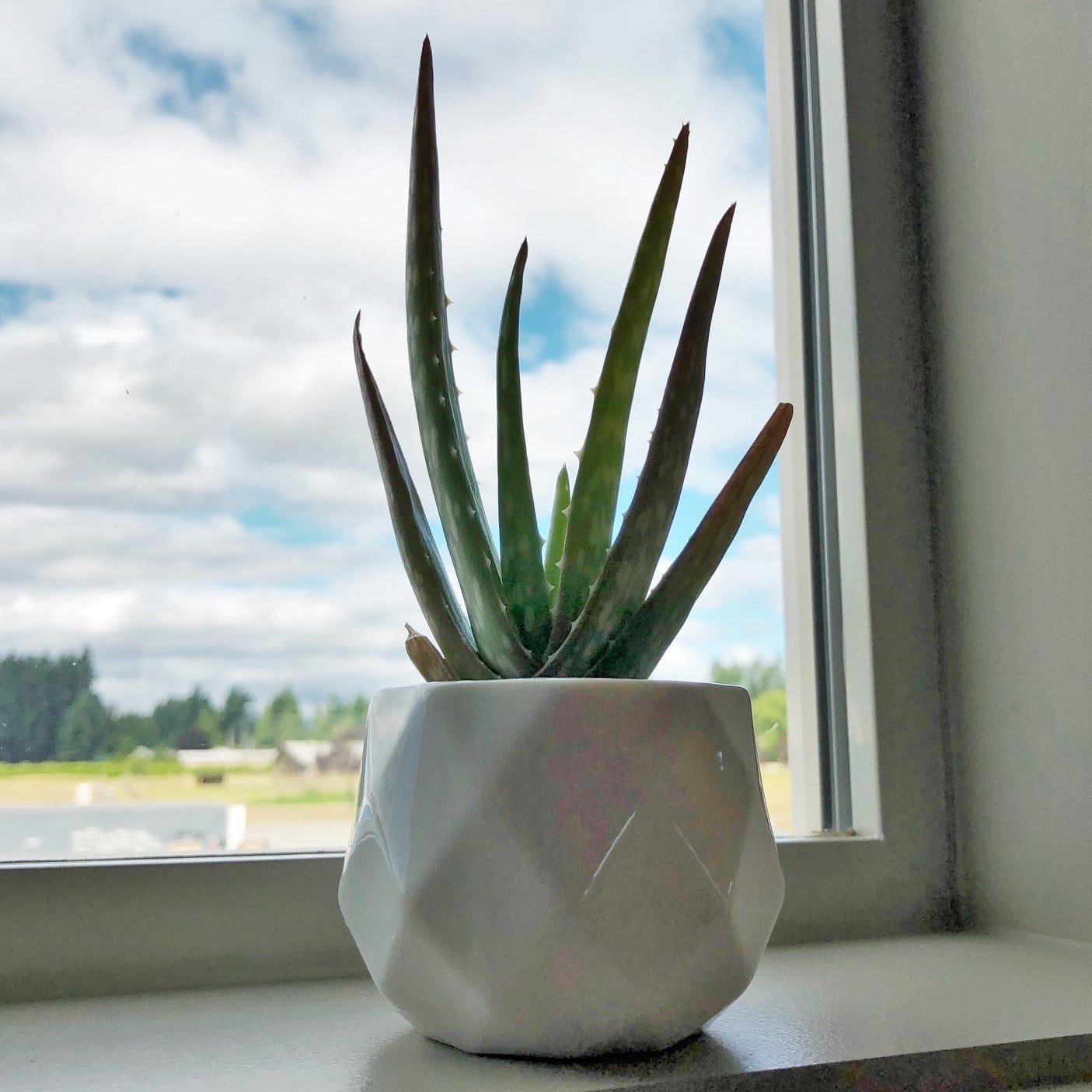 agave spirituose ʻŌpio Premium Agave Spirit – Farm Link Hawaiʻi main image 0