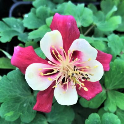 Aquilegia caerulea 'Crimson Star' - Columbine (4" Pot)