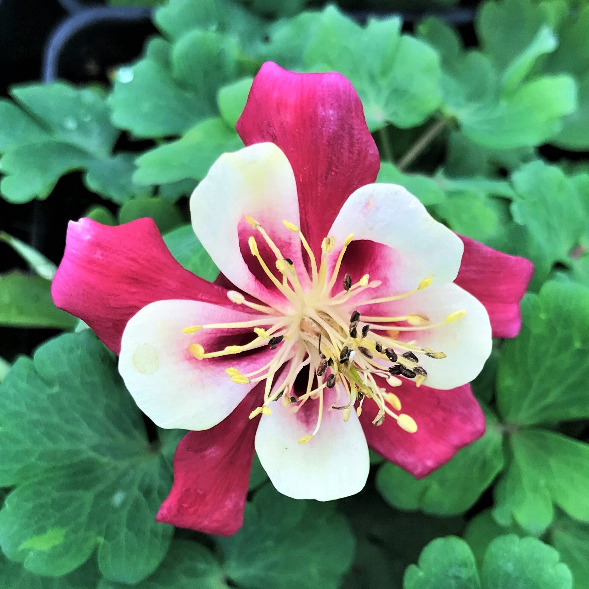 Aquilegia caerulea 'Crimson Star' - Columbine (4" Pot)