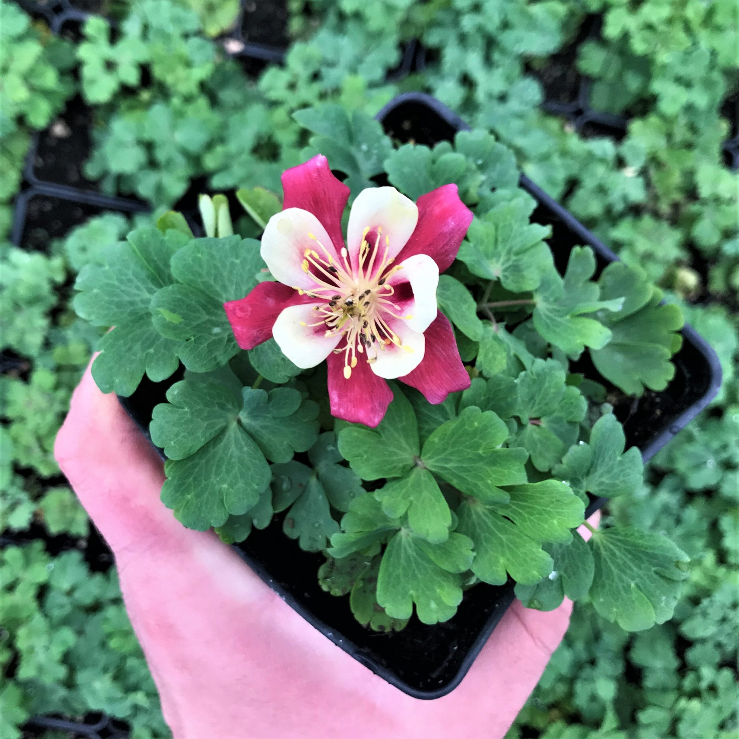 Aquilegia caerulea 'Crimson Star' - Columbine (4" Pot) - Image 2