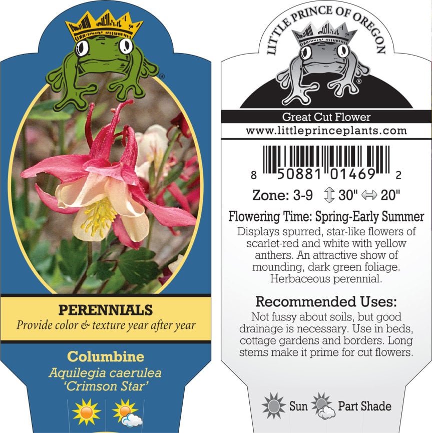 Aquilegia caerulea 'Crimson Star' - Columbine (4" Pot) - Image 3