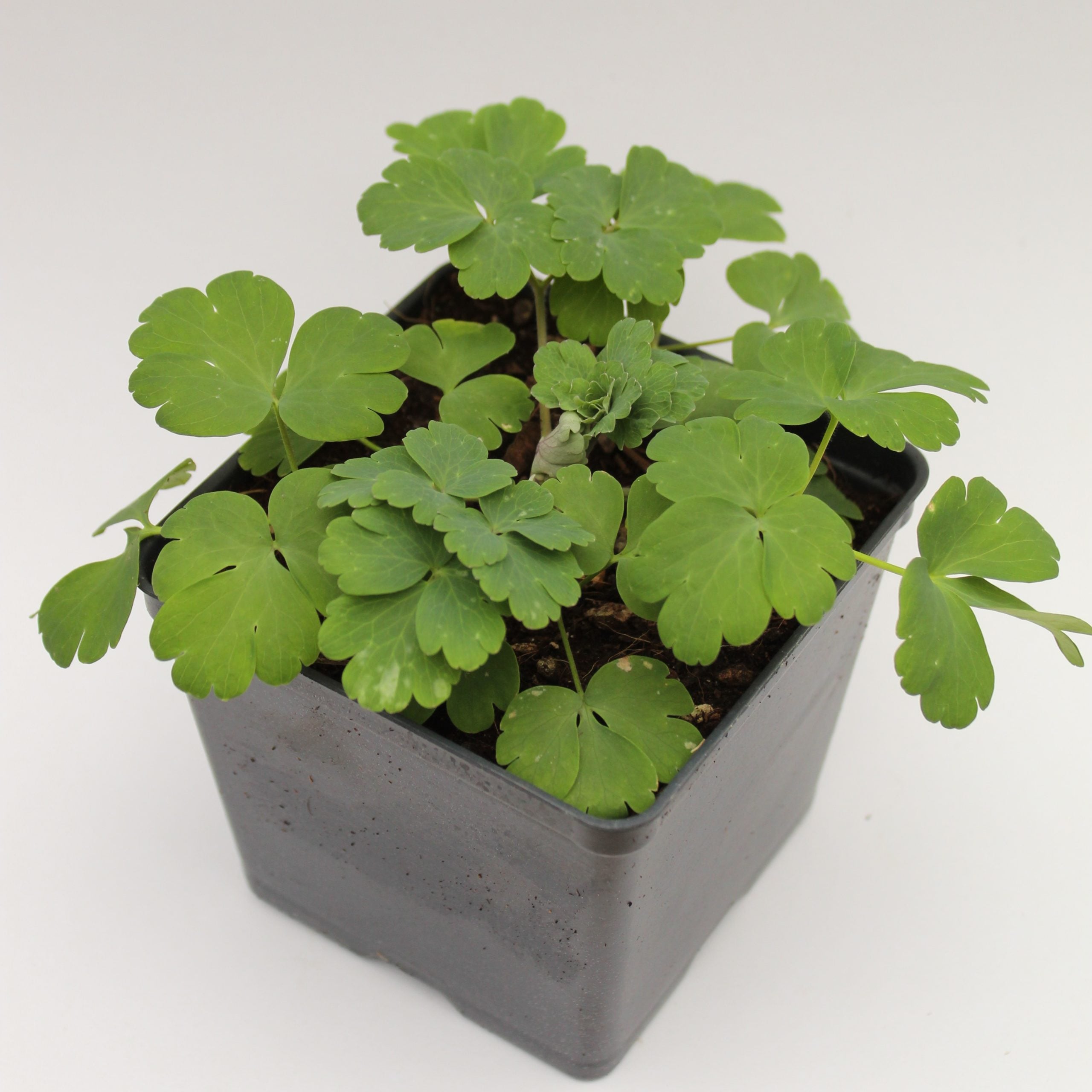 Aquilegia caerulea 'Kirigami™ Deep Blue & White' - Columbine (4" Pot) - Image 4
