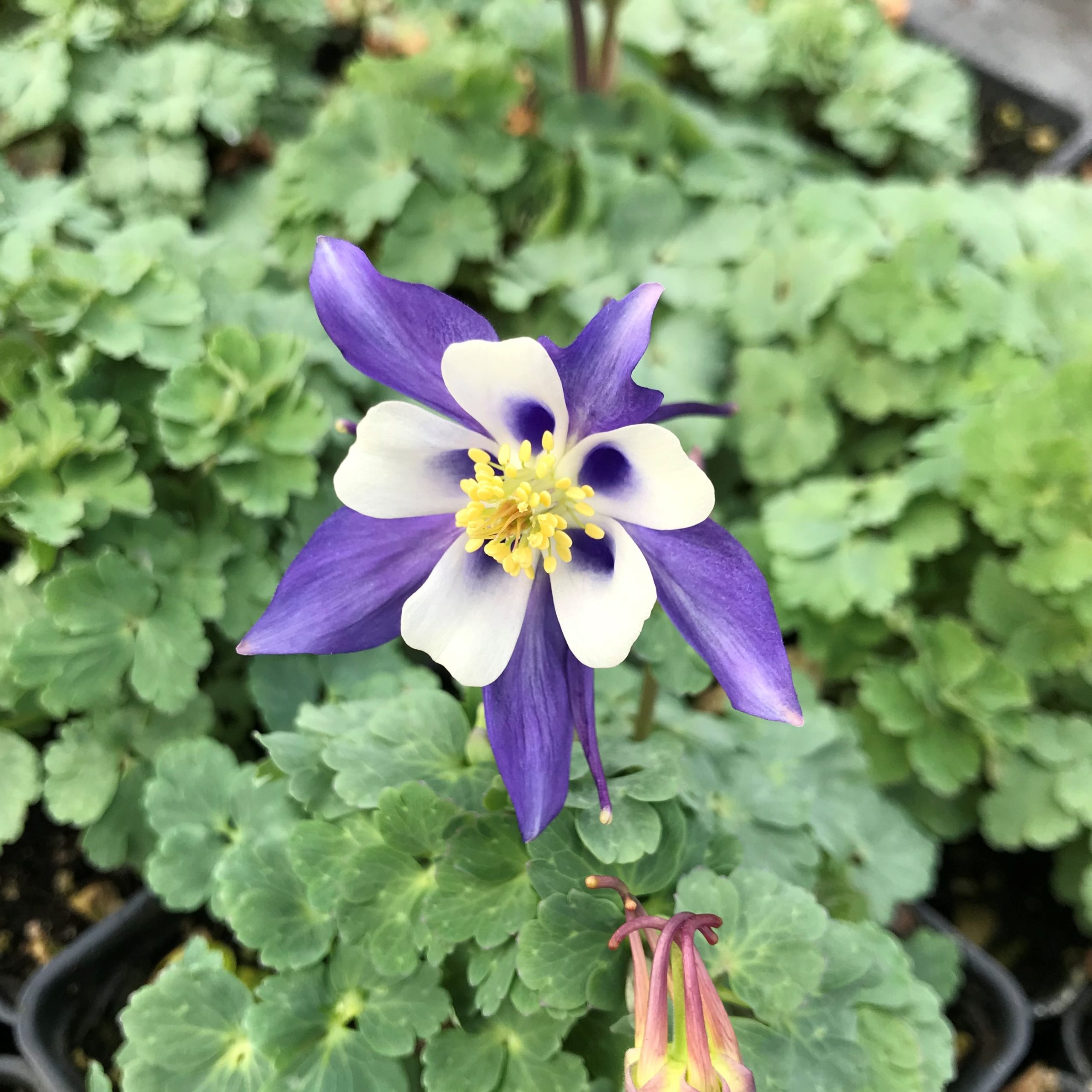 Aquilegia caerulea 'Kirigami™ Deep Blue & White' - Columbine (4" Pot) - Image 3