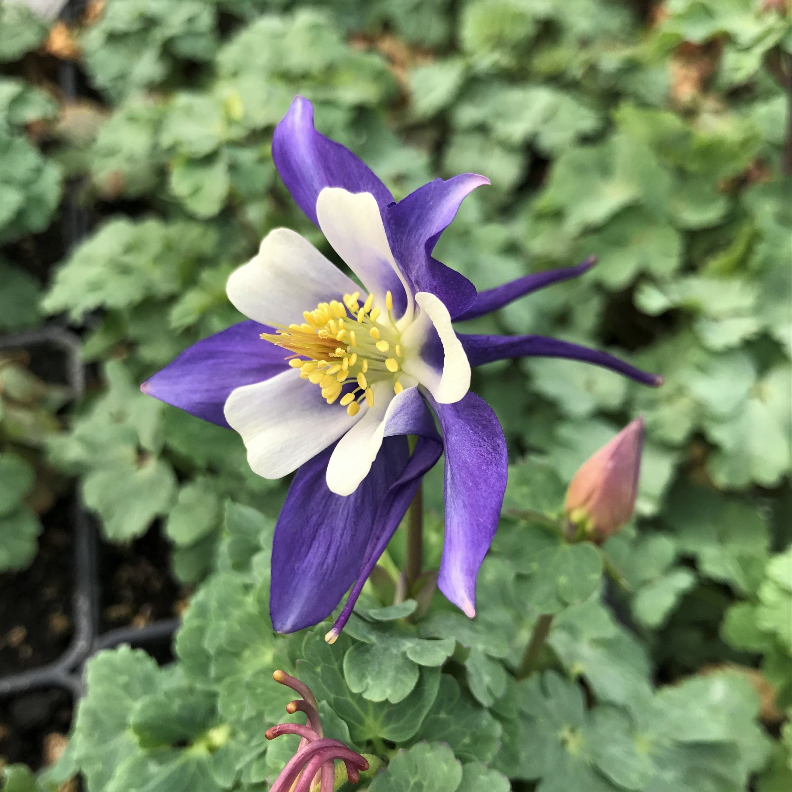 Aquilegia caerulea 'Kirigami™ Deep Blue & White' - Columbine (4" Pot) - Image 2