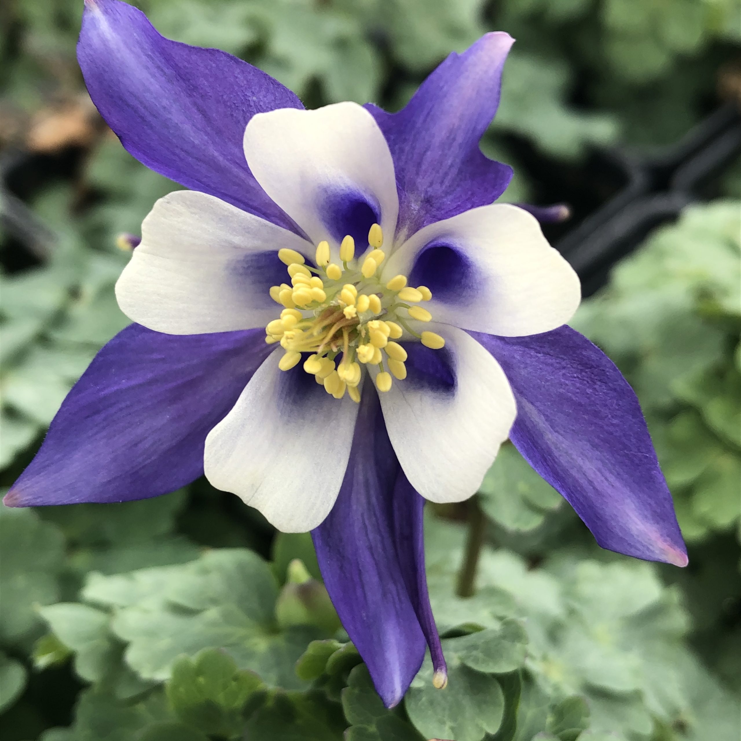 Aquilegia caerulea 'Kirigami™ Deep Blue & White' - Columbine (4" Pot)