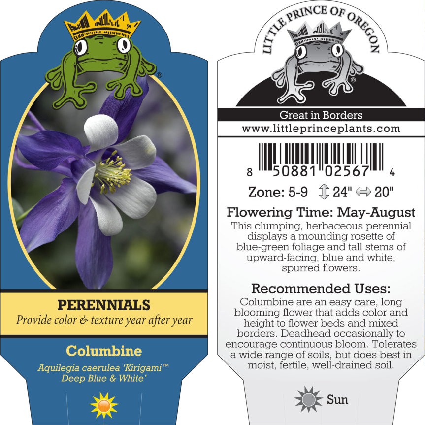 Aquilegia caerulea 'Kirigami™ Deep Blue & White' - Columbine (4" Pot) - Image 5