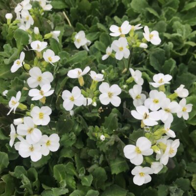 Arabis caucasica 'Snowcap' - Rockcress (4" Pot)