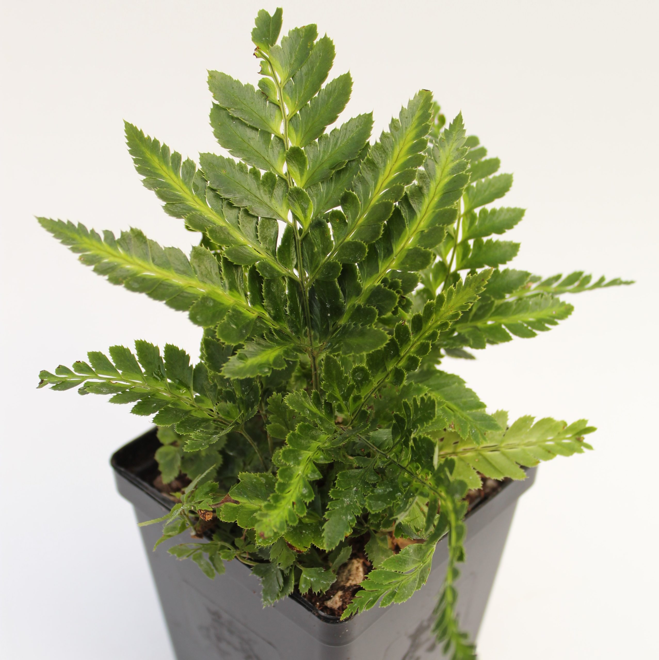 Arachniodes simplicior 'Variegata' - East Indian Holly Fern (3.5" Pot) - Image 3