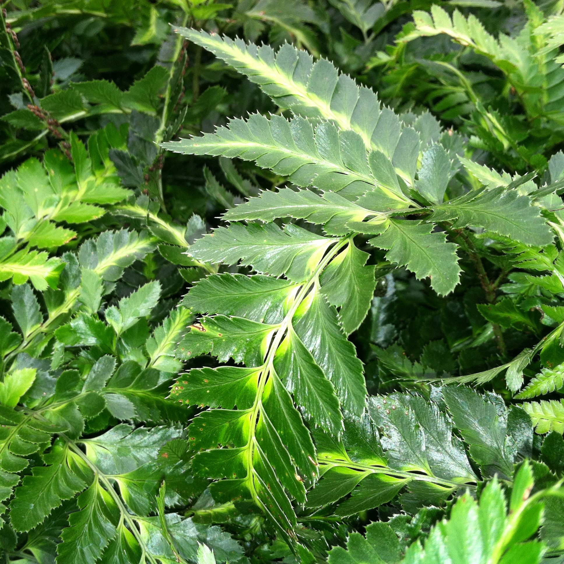 Arachniodes simplicior 'Variegata' - East Indian Holly Fern (3.5" Pot) - Image 2