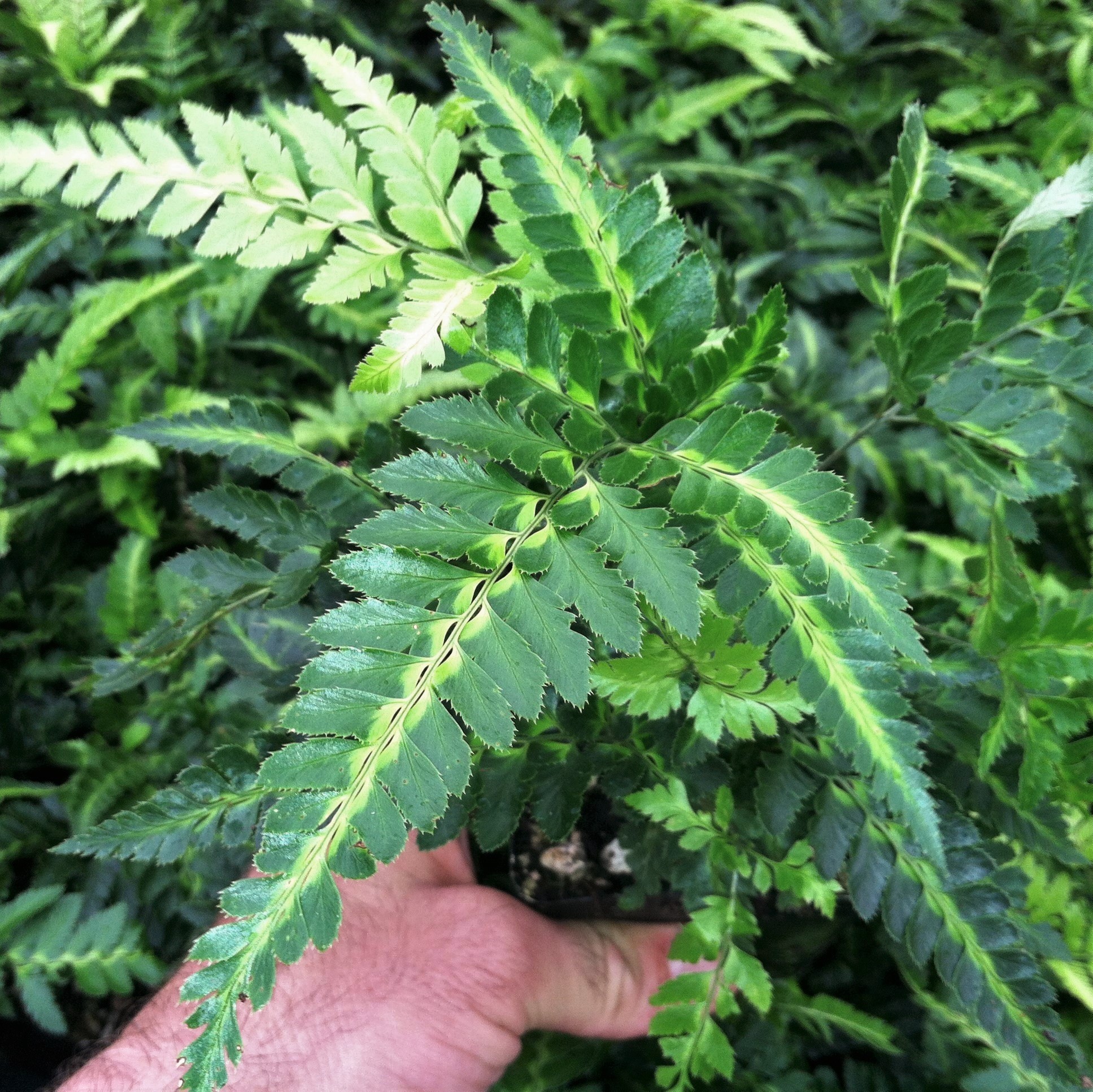 Arachniodes simplicior 'Variegata' - East Indian Holly Fern (3.5" Pot)