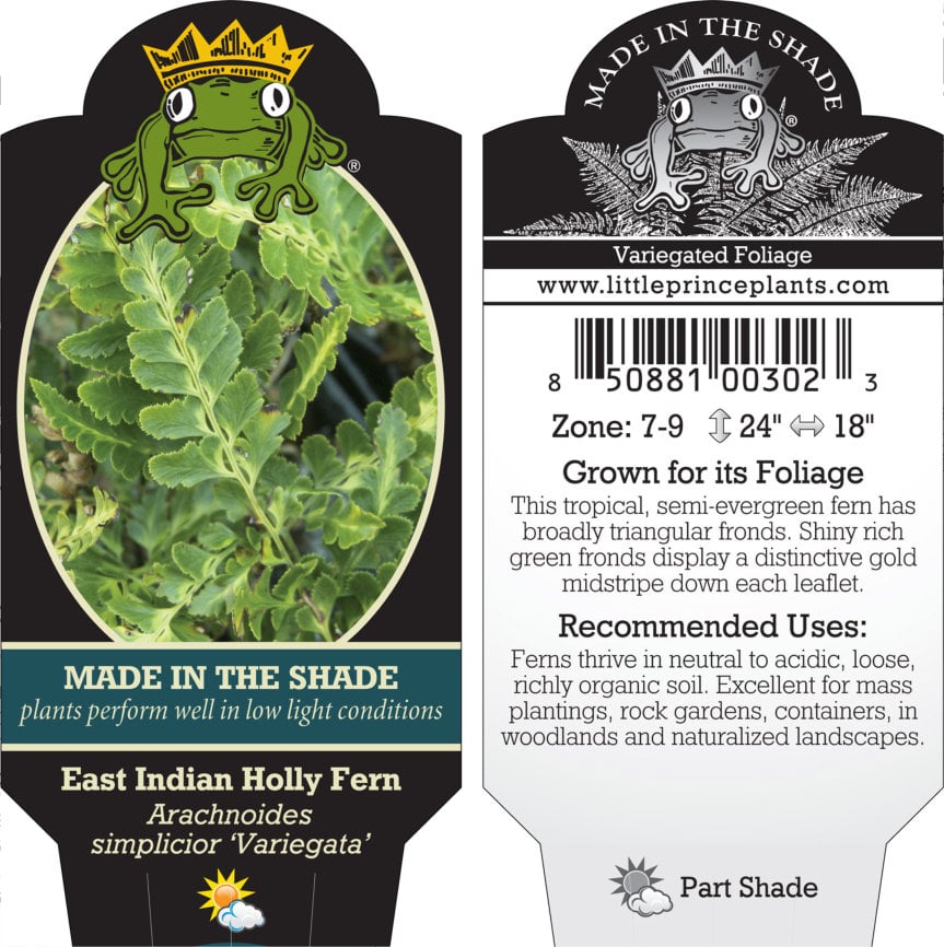 Arachniodes simplicior 'Variegata' - East Indian Holly Fern (3.5" Pot) - Image 4