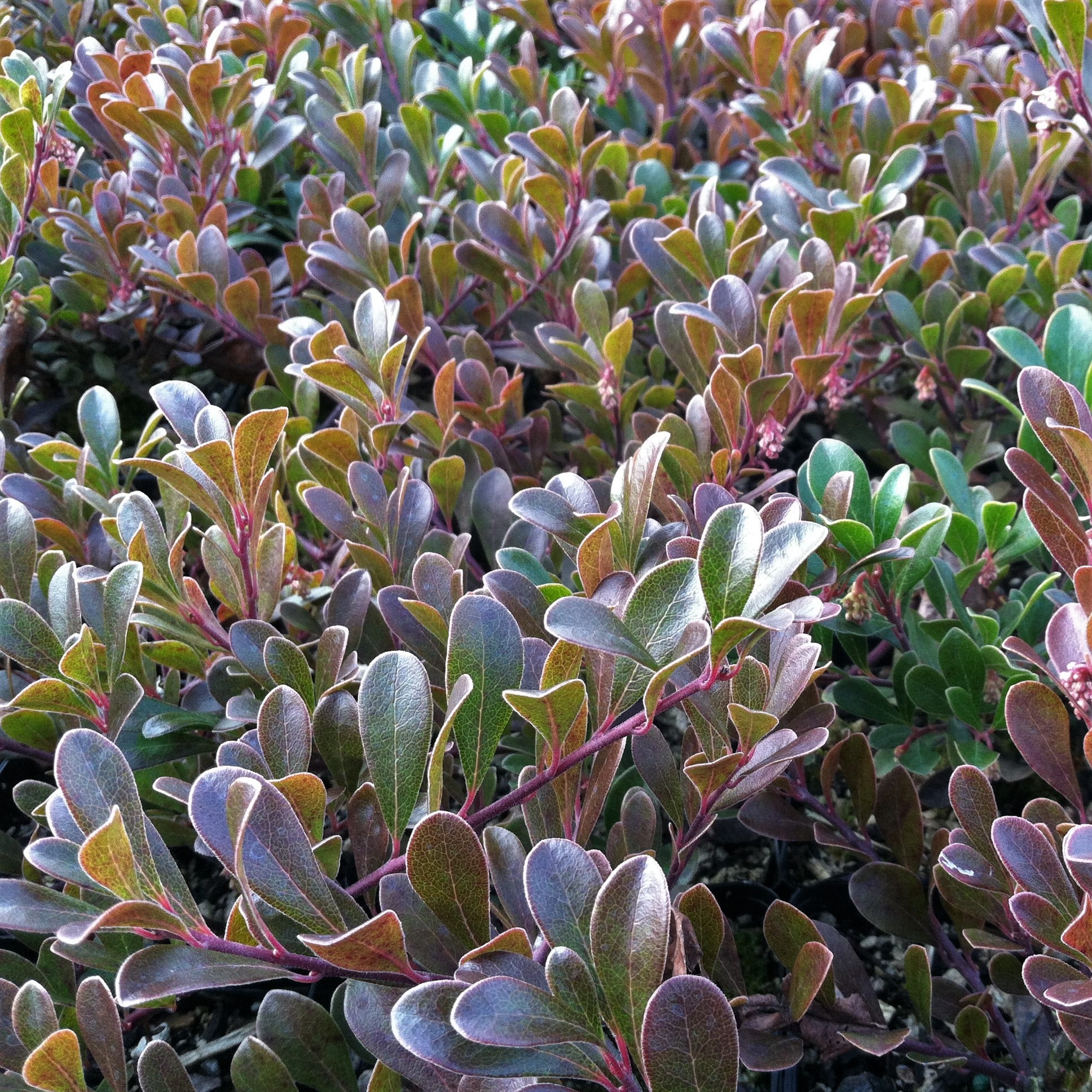Arctostaphylos uva-ursi 'Vancouver Jade' - Bearberry, Kinnikinnick (3.5" Pot) - Image 2