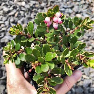 Arctostaphylos uva-ursi 'Massachusetts' - Bearberry, Kinnikinnick (3.5" Pot)