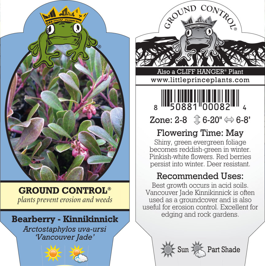 Arctostaphylos uva-ursi 'Vancouver Jade' - Bearberry, Kinnikinnick (3.5" Pot) - Image 3