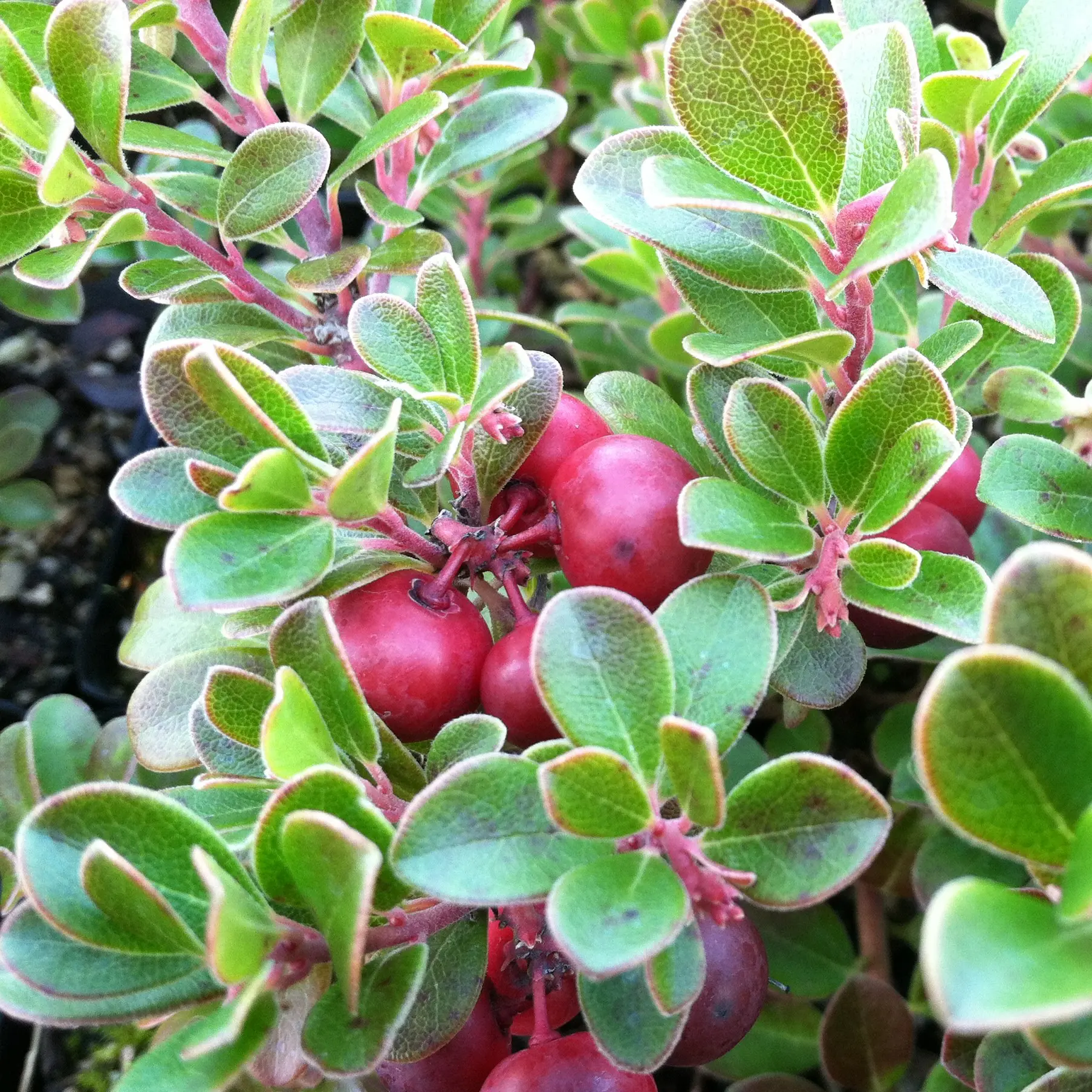 Arctostaphylos uva-ursi 'Wood's Compact' - Bearberry, Kinnikinnick