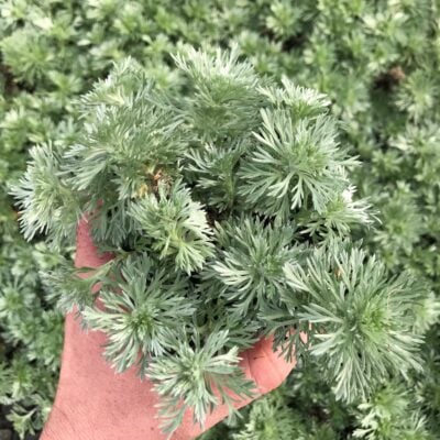 Artemisia schmidtiana 'Silver Mound' - Wormwood (3.5" Pot)