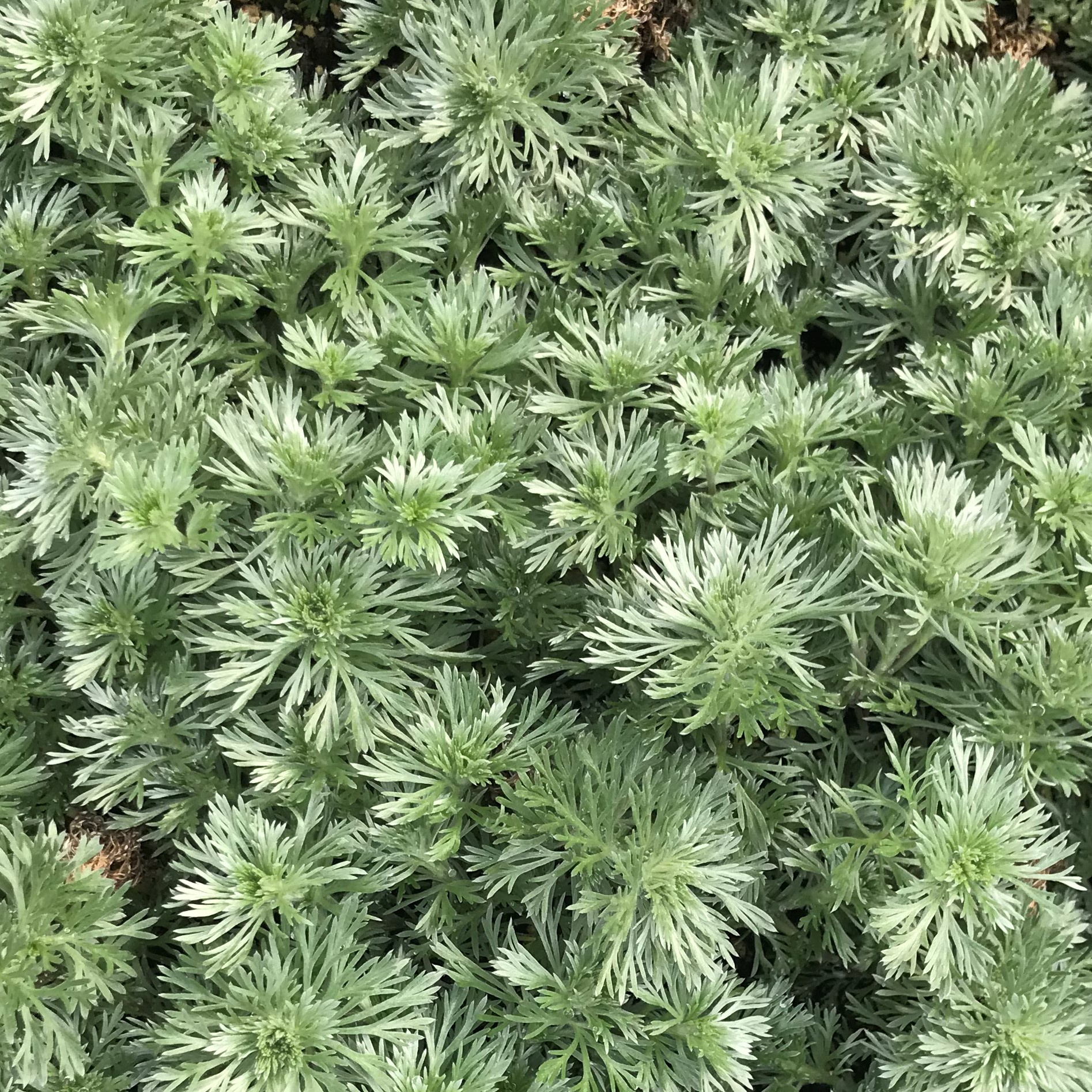 Artemisia schmidtiana 'Silver Mound' - Wormwood (3.5" Pot) - Image 2