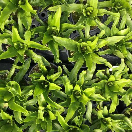 indoor wall plant Artificial Plant wall – MossArtInstallations